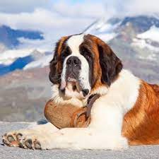 Proven tips from dog experts that has worked for more than 875,000 dog owners worldwide. St Bernard Breed Information Characteristics Heath Problems Dogzone Com