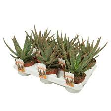 Image result for Aloe zebrina