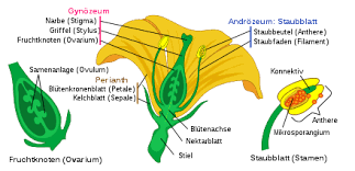 Grün, wasabigrün, calypso und melonensorbet. Blute Wikipedia
