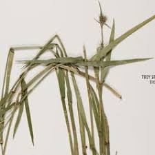 Image result for Seddera suffruticosa