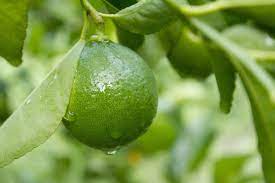 If you are 5.5 or below then you should apply quite a lot. Getting Started With Lime Trees In Mediterranean Climates