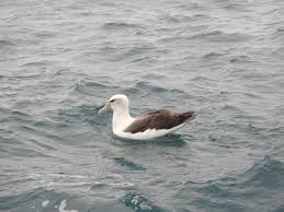 Image result for Erythrocephalum decipiens