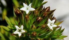 Image result for Thesium singulare