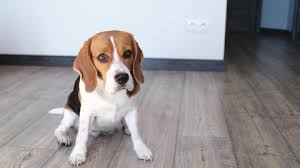 Check spelling or type a new query. Beagle Stock Video Footage 4k And Hd Video Clips Shutterstock