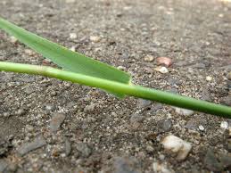 Image result for Agrostis isopholis