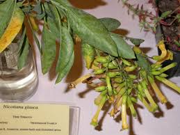 Image result for Nicotiana glauca