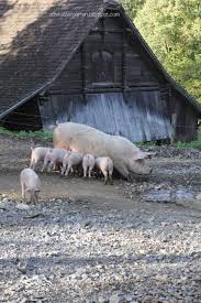 Ein Schweizer Garten Furs Neue Jahr Ein Schweizer Garten Tiere Tierbabys