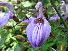 Image result for Brillantaisia cicatricosa