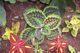 Image result for Kaempferia