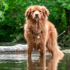 Image result for nova scotia duck tolling retrívr