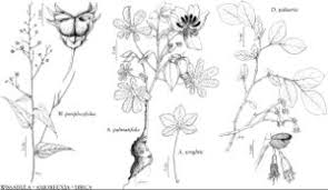 Image result for Wissadula