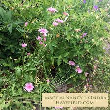 Image result for Crepis