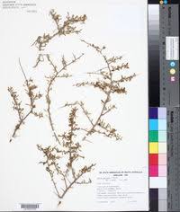 Image result for Lycium mascarenense