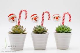 Check out our candy cane shot selection for the very best in unique or custom, handmade pieces from our shops. Minimum Order 20 Succulent Pot Please Contact Me For A Quote Or Visit Our Website Neighbor Christmas Gifts Office Christmas Gifts Christmas Plants Gifts