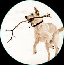 Her family moved to bradenton and she graduated from lakewood ranch high school. All Pets Clinic Lakewood Ranch Veterinarian In Sarasota Fl