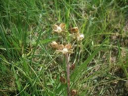 Image result for Eulophia clitellifera