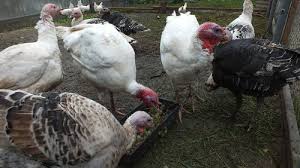 The average weight of a dressed christmas turkey is 12 lbs according to the turkey growers association of america. How Much Does The Turkey Weigh How Much A Turkey And An Adult Turkey Weigh Broiler Turkeys And Their Nutrition