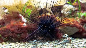 We did not find results for: Bulu Babi Berduri Namun Bernilai Ekonomis Greeners Co