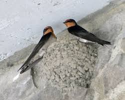 Antara kajian yang telah saya jalankan dan terbukti allah s.w.t mengizinkan bagi menyembuhkan bagi pesakit seperti berikut dengan mengamalkan pemakanan. Tentang Hewan Hewan Unik Gambar Perbedaan Sarang Beberapa Jenis Swallow Yang Ada Di Indonesia