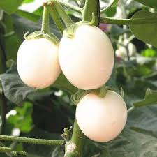Italian eggplants, botanically classified as solanum melongena, are members of the nightshade family, solanaceae, which contains over 3000 species along with tomatoes and potatoes. The Universe Of Discourse Zucchinis And Eggplants
