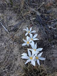 Image result for Gethyllis