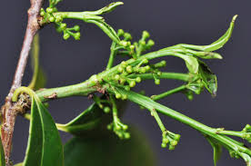 Image result for Elaeodendron croceum