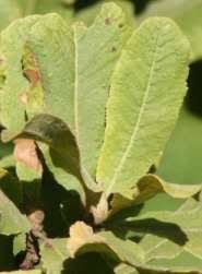 Image result for Pappea capensis