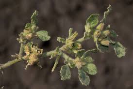 Image result for Glinus