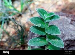 Image result for Mayacaceae