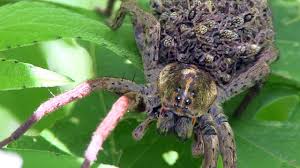 We did not find results for: Why You Should Never Squash A Spider Iflscience