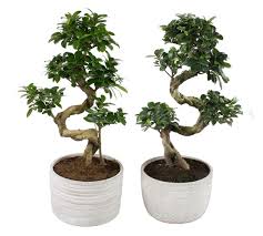 Bonsai Ficus Microcarpa Ginseng In Concrete Pot Tuincentrum Pelckmans Bonsai Concrete Ficus Ginseng Microcarpa Pel In 2020 Bonsai Ficus Ficus Microcarpa Ficus