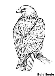 Discover all our printable coloring pages for adults, to print or download for free ! Bald Eagle Coloring Pages Download And Print For Free