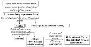 Image result for Buchholzia