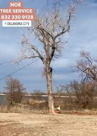 We did not find results for: Noe Tree Service Posts Facebook