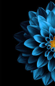 Here are some more high quality images from istock. Dark Blue Flower Aesthetic Wallpapers Wallpaper Cave
