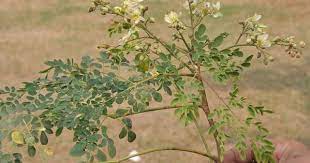 A Branch Of Sonjna Drumstick Tree Moringa Oleifera With Leaves And Flowers At Kolkata India Moringa Tree Moringa Benefits Of Moringa Leaves