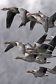 Why Do Birds Fly South For The Winter Riddle Love Watching The Geese Fly South Then You Know The Seasons Have Changed By Umla Beautiful Birds Birds Pet Birds