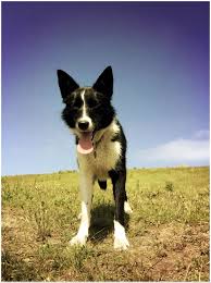 Border Collie Black And Brown Dogs My Beautiful Black And White Short Haired Border Collie Kim Border Collie Short Haired Border Collie Animals Beautiful
