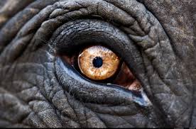 Maybe you would like to learn more about one of these? See The Most Bizarre And Beautiful Animal Eyes On Earth Scientific American