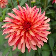 Check spelling or type a new query. Dahlia Gallery Art Deco