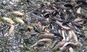Hai semua.di video ini saya kongsikan saiz ikan keli setelah hampir tiga bulan saya menternak. Kenali Ikan Keli Umpan
