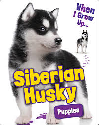 Check spelling or type a new query. Siberian Husky Puppies Children S Book By Emmie Chang Discover Children S Books Audiobooks Videos More On Epic