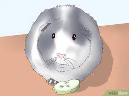 To remedy this, have enough treats nearby to hand out to everyone. How To Make Sure Your Guinea Pig Is Happy 15 Steps
