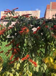 Image result for Combretum