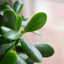 Image result for Crassula zombensis