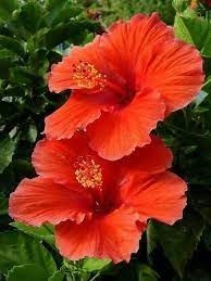 Pin On Imagenes Bellas