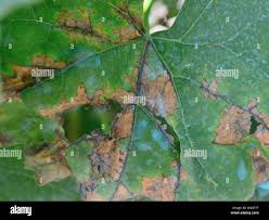 Image result for peronospora grapevine