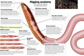 Read Digging Anatomy Online