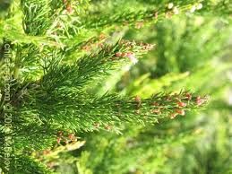 Image result for Colletia