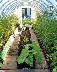 Le Potager Couvert Dans Le Jardin De Tante Lucie Il Y A Un Potager Et 2 Grandes Serres En Voici L Une D Entre Elles Des Rangees De Tomates Et Au Mi
